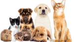 Consejos Veterinarios para el Cuidado de tu Mascota