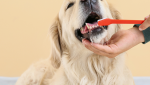 Consejos de Higiene y Cuidado Dental para tu Mascota 🐾